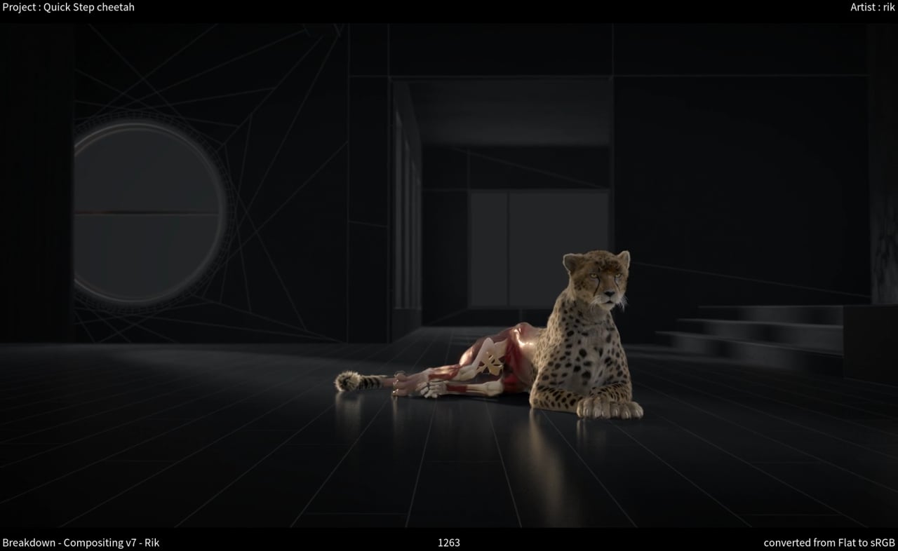 Cheetah | Breakdown 02