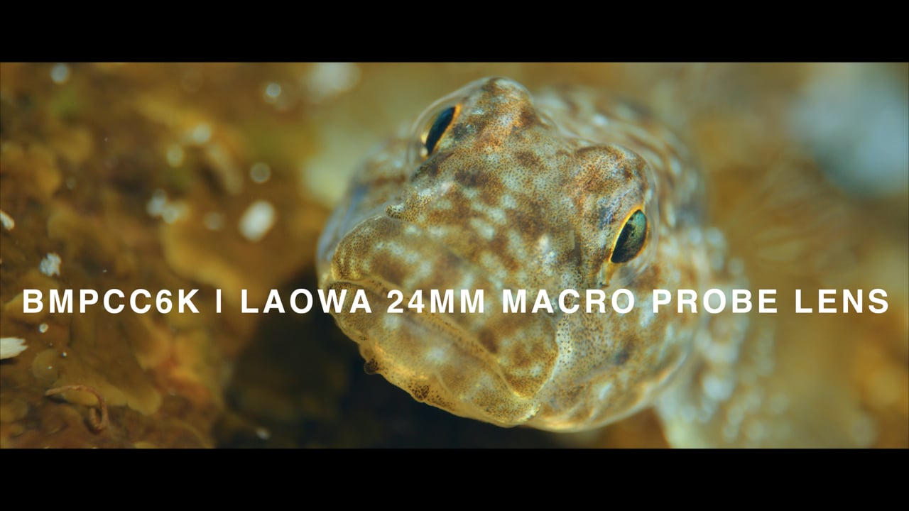 BMPCC 6K | Laowa Probe Lens | Extreme Macro Shots with the Blackmagic Pocket Cinema Camera 6K (in 6K)