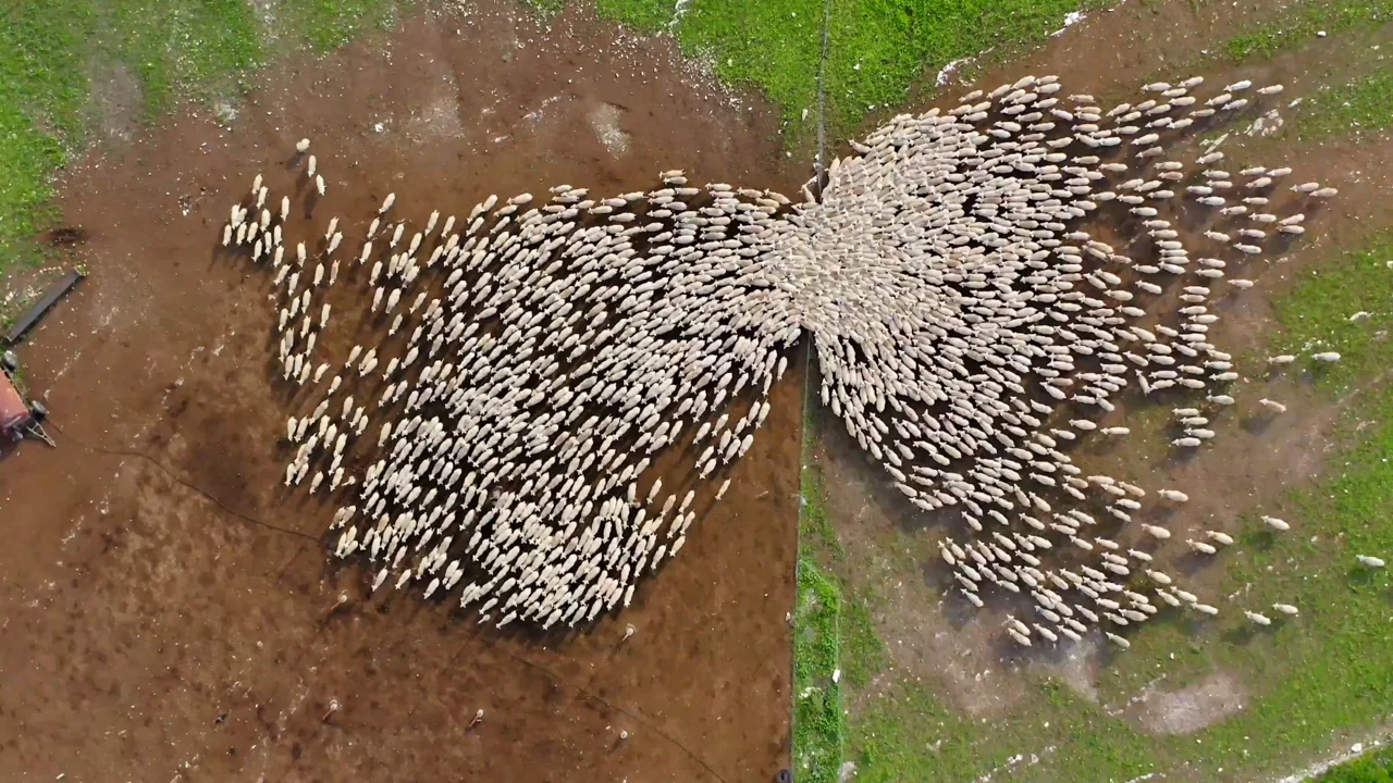 Aerial Sheep Herding in Yokneam
