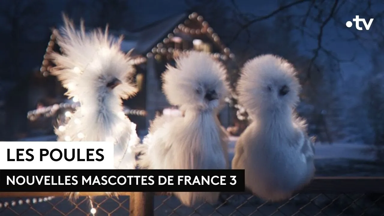 Les poules : le nouvel habillage de France 3