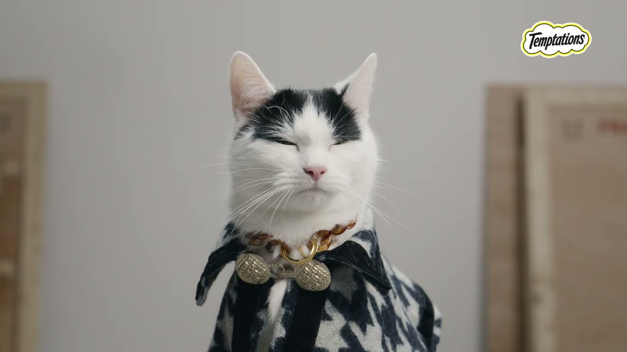 TEMPTATIONS™ CATS LOSE THEIR COOL™: Art Cat