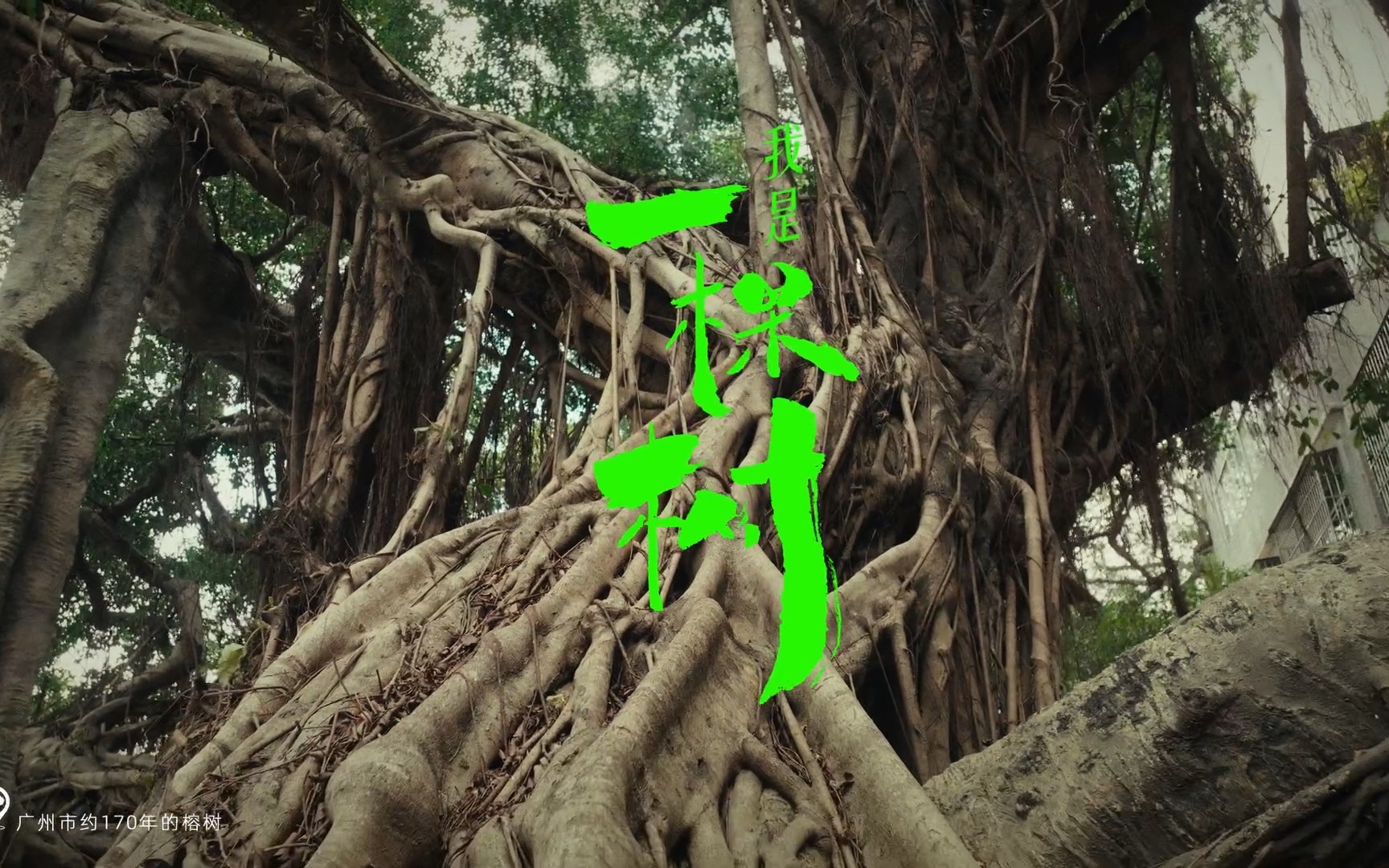 蚂蚁森林「我是一棵树」广州篇