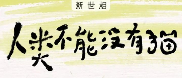 新世相开启 6 小时吸猫直播 新世相开启 6 小时吸猫直播