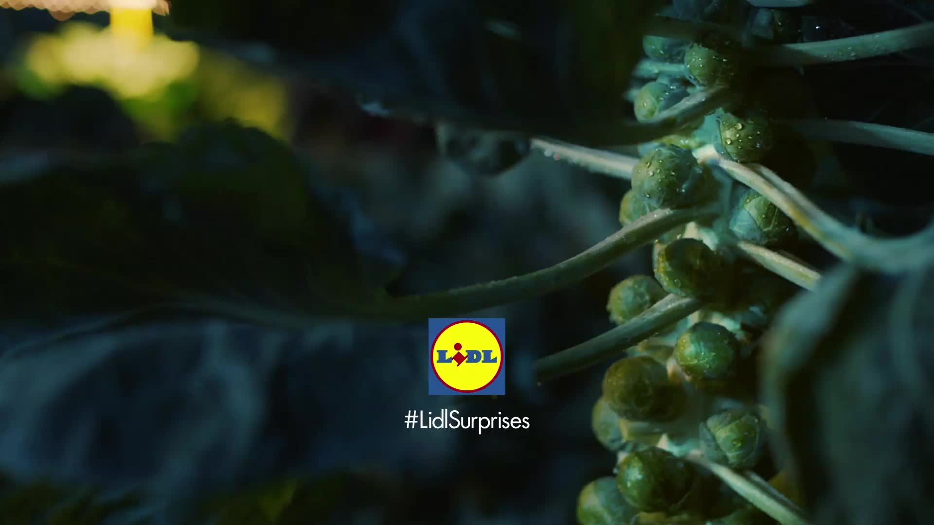 Lidl; Brussel Sprouts