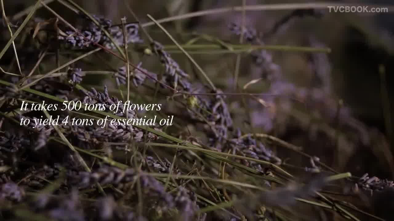 Fantastic Provence - Lavender Harvest _ L'Occitane-uRhRRqf65a0
