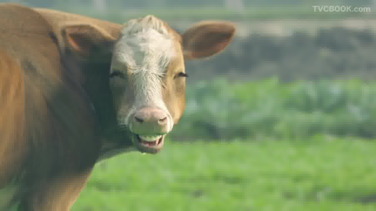 la vache qui rit （奶酪品牌）TV commercial