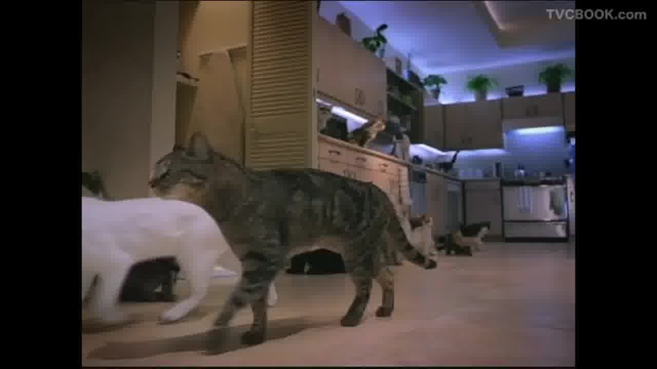 Tidy Cats - Party