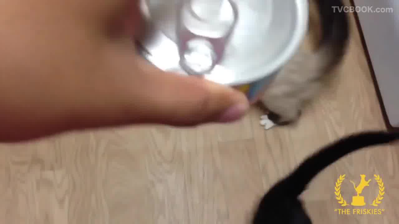 Cats going crazy over canned food