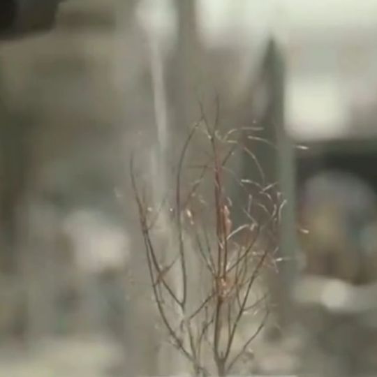 张个竹