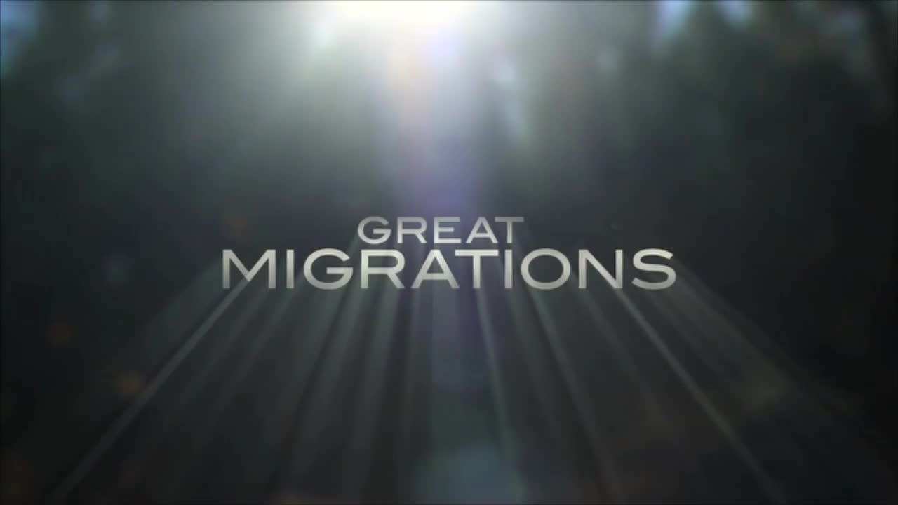 Gentleman Scholar | National Geographic "Great Migrations"
