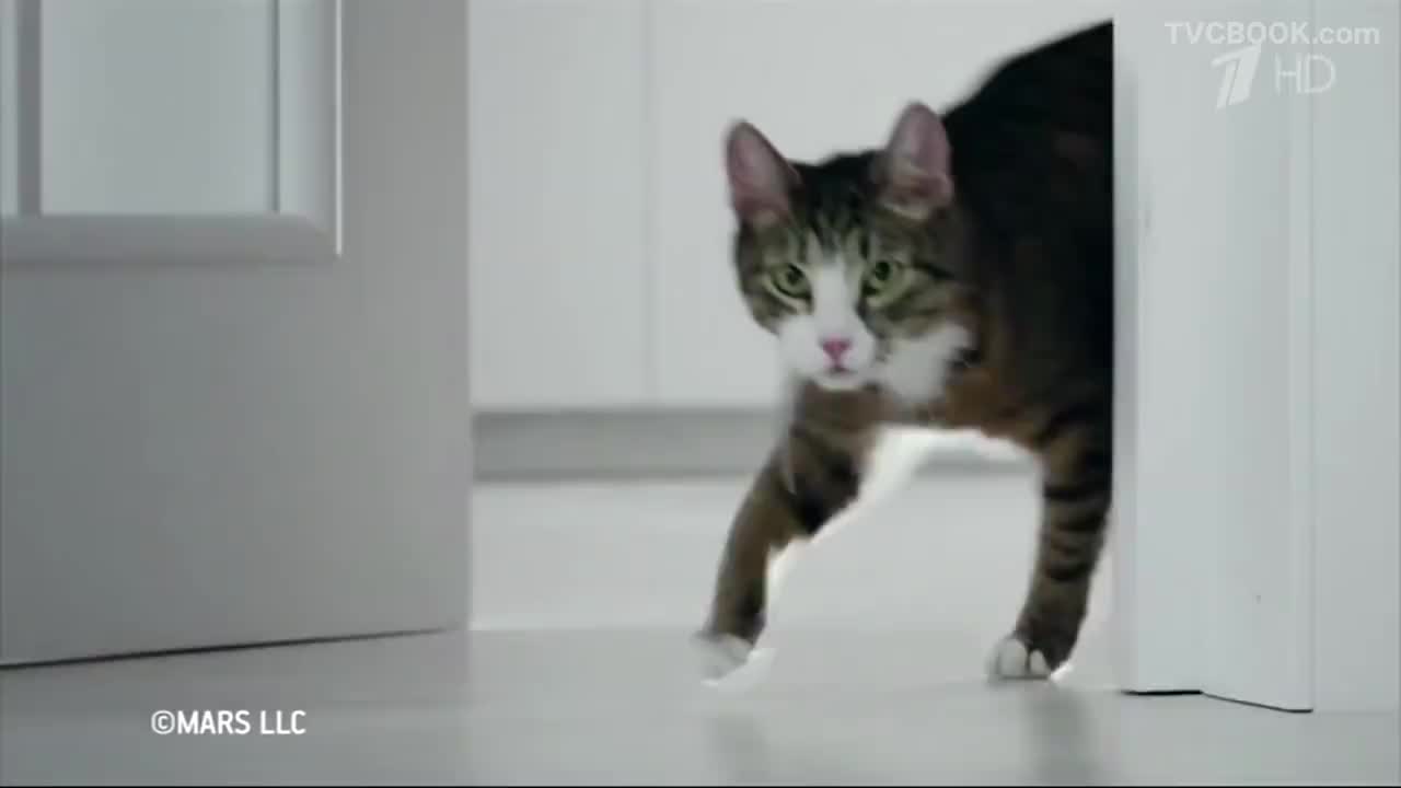 Аdvertising  Реклама Kitekat   Китикет   Борис Фотокот