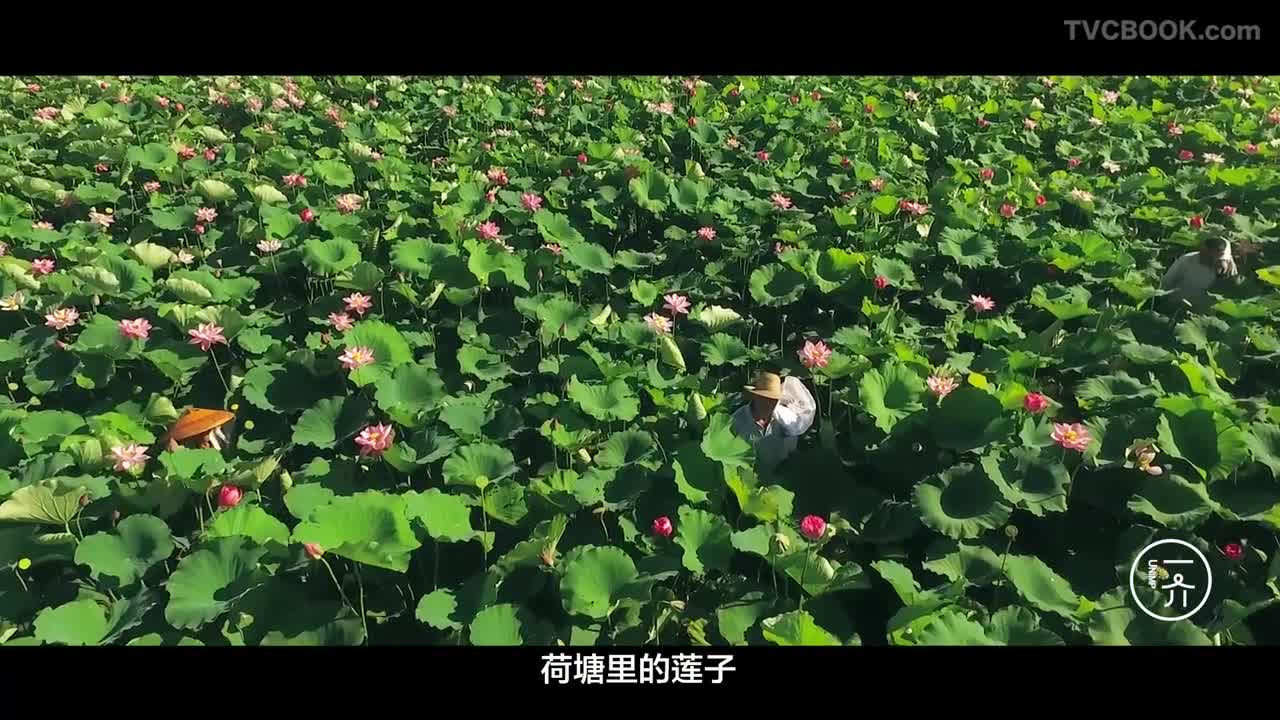 【广州酒家】夏日莲心