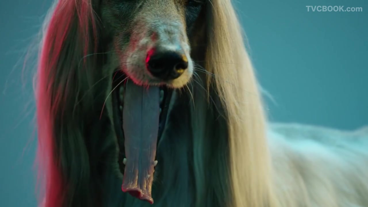 索尼 SONY - Animals