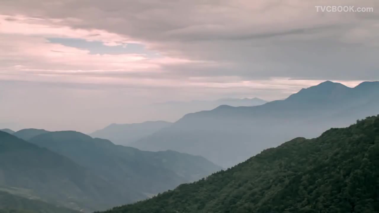 茶里王 - 阿里山烏龍茶 好茶之旅