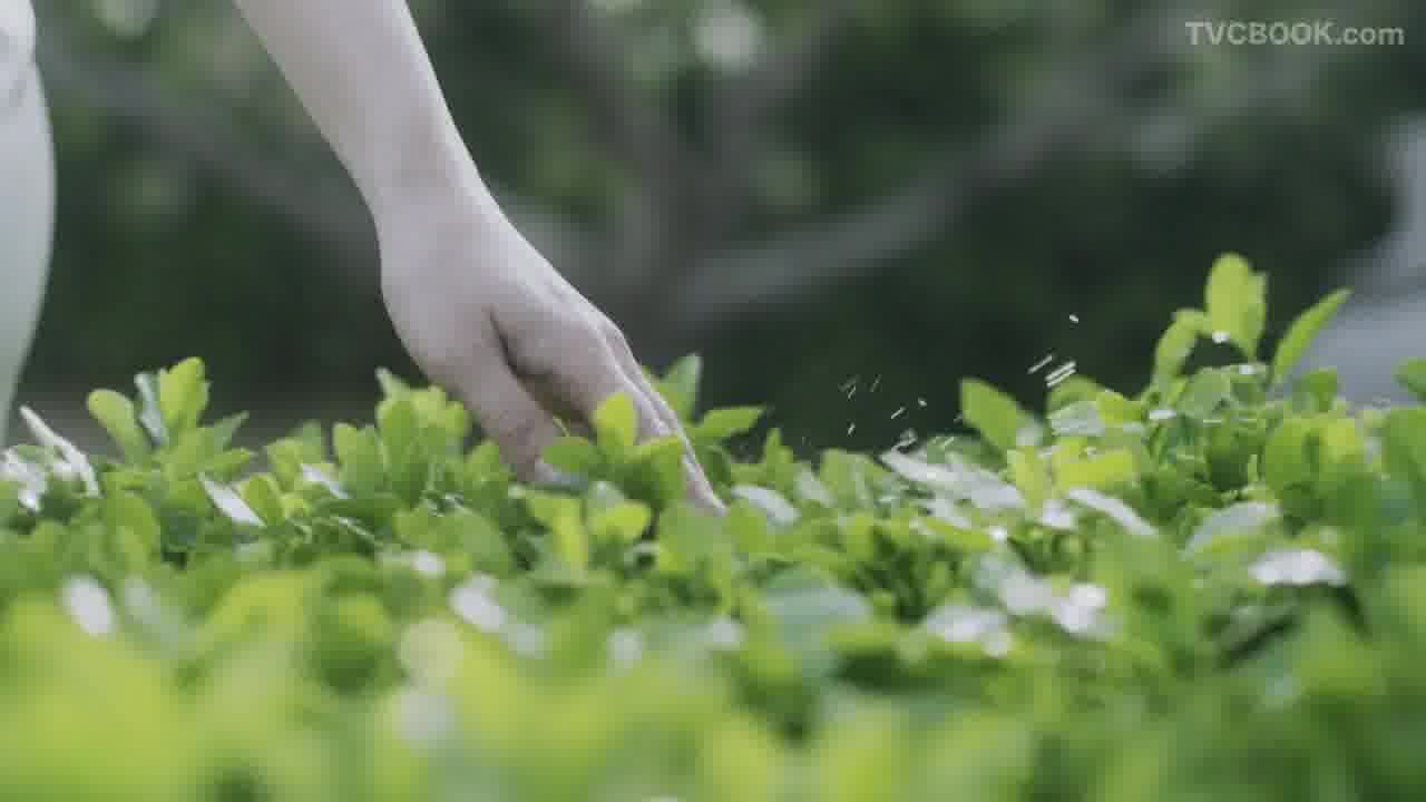 二十四节气-立夏