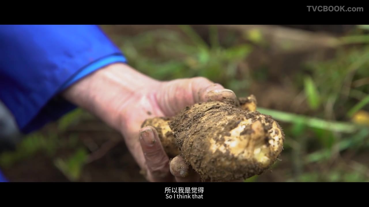 农物集第五期·苏麻叔