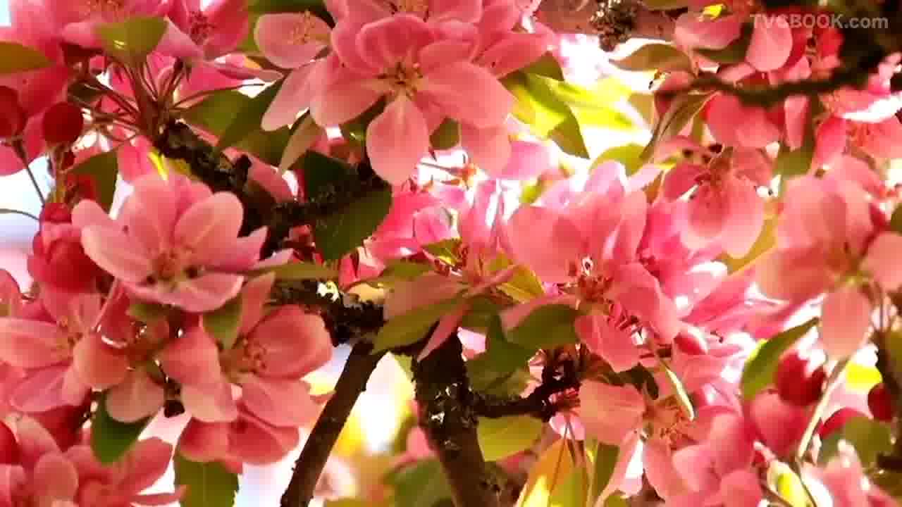 Рекламный ролик Advance Group - Весна