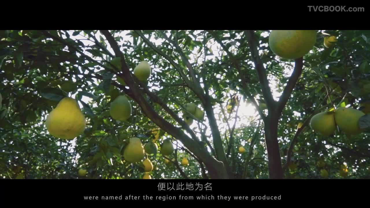 四川广安“龙安柚子”宣传片