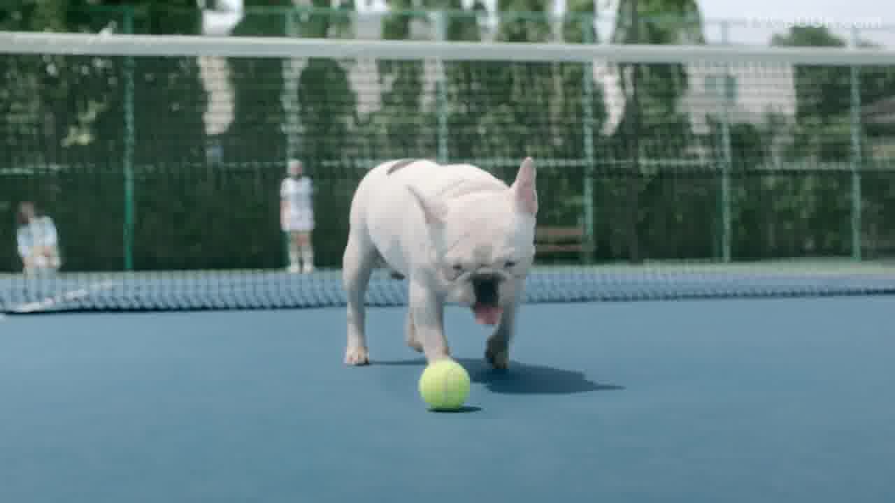 Krungsri - First Choice - Genius Dog