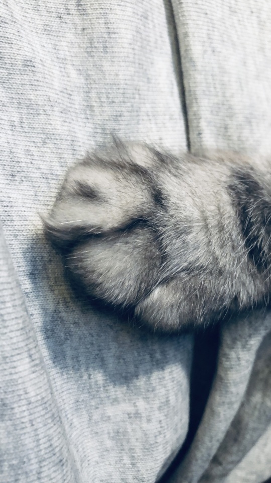 糊巴