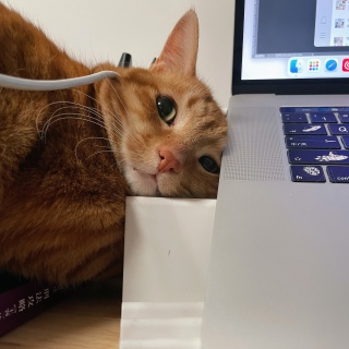 小黄人