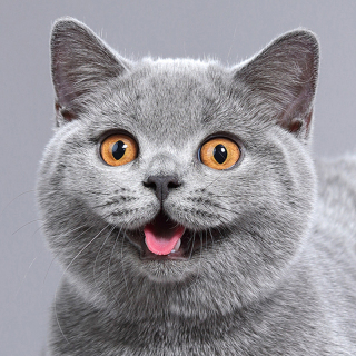 Tiga