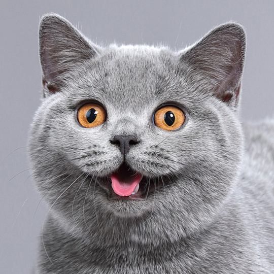 Tiga