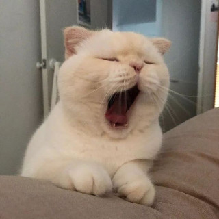猪猪