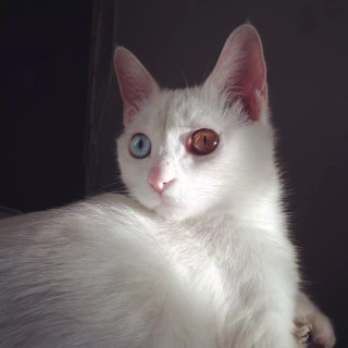 李大喵