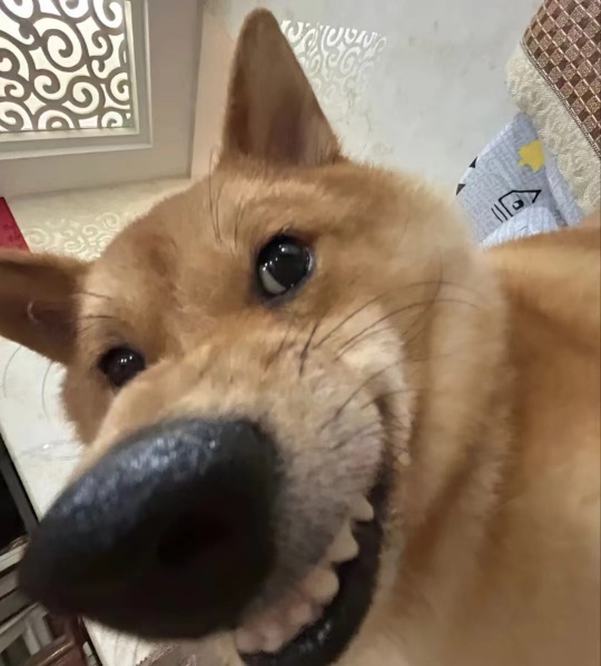 许哲鸣