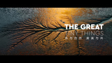 THE GREAT TINY THINGS