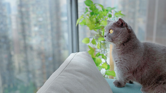 肖家立