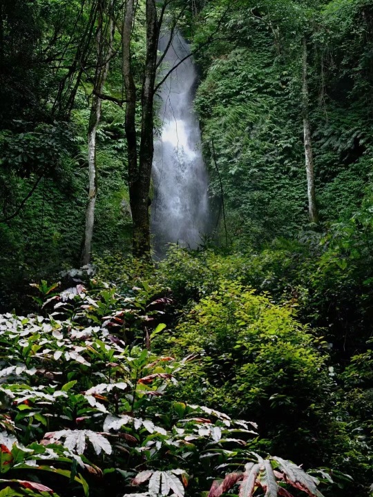 何树