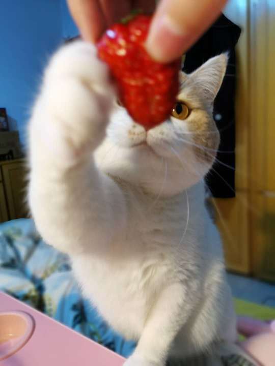 车小居子
