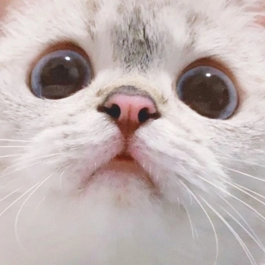 王一帆