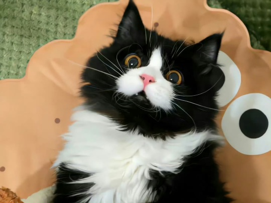 别想肘子