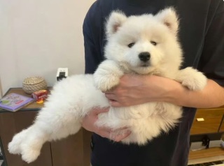 胡思如