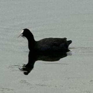 Durimu