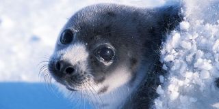 Seal