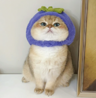 蛋清子