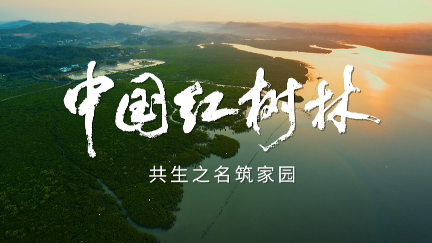 《中国红树林 共生之名筑家园》国际红树林中心落成仪式影片