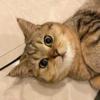 张思虹