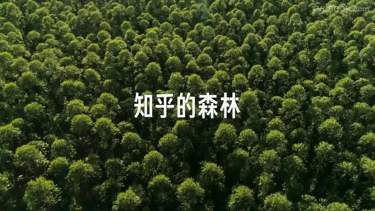 知乎x之外创意：别处种草 知乎种树