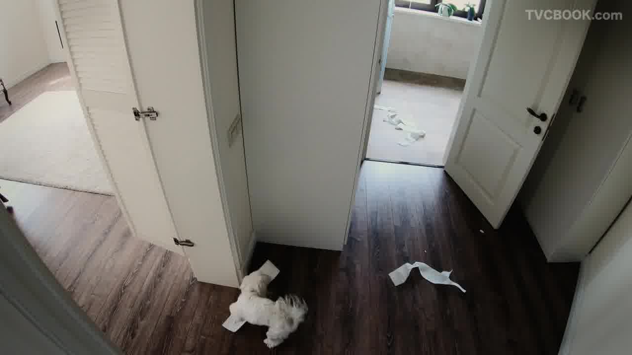 Watch, Play, Cam one more for Petcube