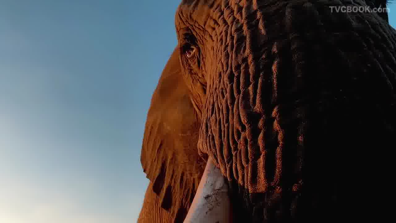 Shot on iPhone XS — Don’t mess with Mother — Apple